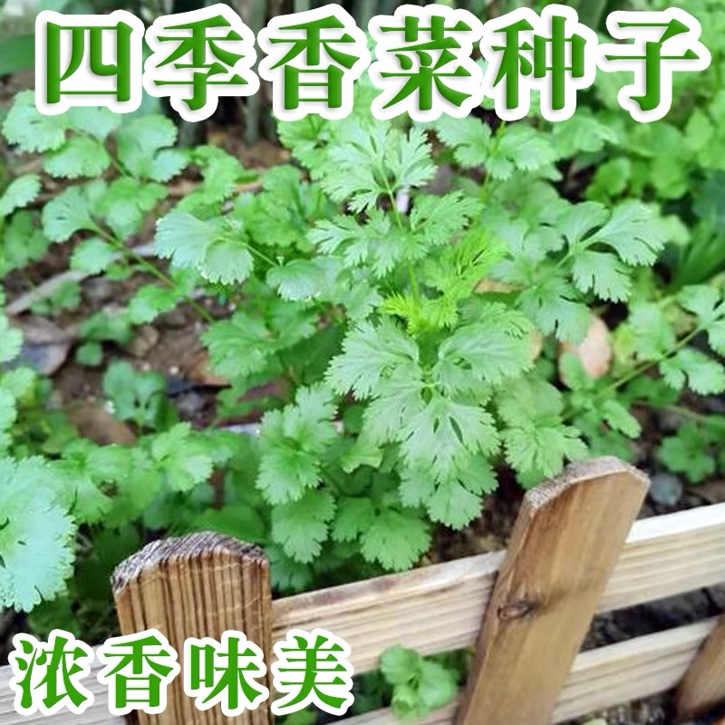 速生耐热香菜种子速生香菜家庭种植阳台盆栽香菜种籽