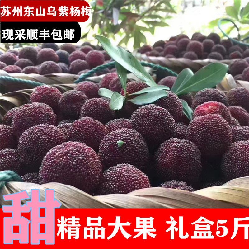 2025苏州东山乌紫杨梅软刺现摘现发保鲜冷藏水果4.5-5斤礼盒装
