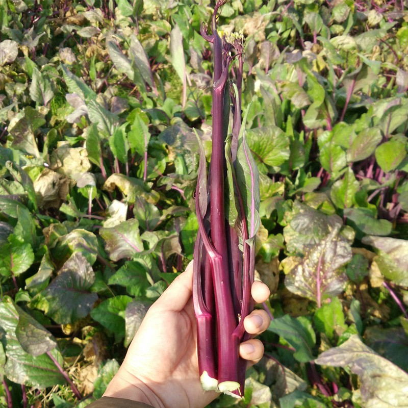 红菜苔 红菜苔 紫菜苔 5斤 湖北露天新鲜蔬菜 武汉菜苔 洪山特产